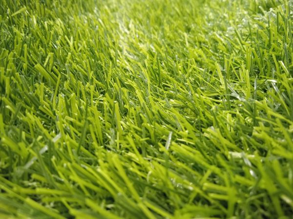 Ландшафтная трава